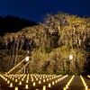 舞鶴・瑠璃寺・吉田の枝垂れ桜