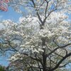 桜の次はハナミズキ!　ツツジ　もみじの芽生え