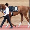 スリーパーダ近況(24年9月26日)