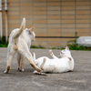 隣県西部離島のねこさん