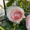 ＊バラ ピエールドゥロンサール＆バラ園