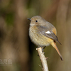 尉鶲（ジョウビタキ）♀