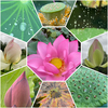 蓮の花を見に行く！！！