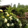 珈琲さとう（胎内市）の見事なバラ庭園へ