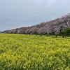 花冷えの権現堂桜堤のお花見
