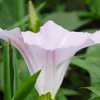 昼顔、ヒルガオ、Calystegia　japonica