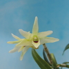 Dendrobium moniliforme x   officinale 　