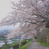 桜の小径。