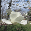 春の花々と暮らしの極意