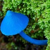 【閲覧注意】見た目のインパクトがヤバイキノコ15集