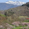 数年間抱いていた夢がギリギリのタイミングで叶いました。(金山ダムからの残雪の芦別岳・満開の桜・タラコ色のキハ40撮影編)