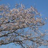 手賀沼南の農園駐車場の桜