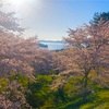 絶景‼️桜と松島のコラボレーション　　西行戻しの松公園