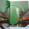 七色に輝く甲虫の写真集〜LIVING JEWELS 2｜図鑑・写真集〜を古書象々ホームページにアップいたしました。