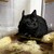 くろごまあん二世 539日目