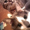 見た目に特徴のないキジトラの里親募集は難しい