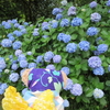 まんぼぅくん、飛鳥山公園の紫陽花　その4