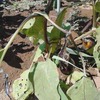 8月26日 茄子の成長が加速する一方、猛暑で大根壊滅。枝豆は生育不良。落花生は？