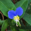 夏の花色：青と白
