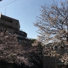 今日の桜！