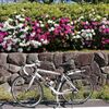 ちょっとそこまで　五万石藤と白藤 2026/04/16
