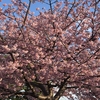 朝散歩：雪、ウメ、河津桜、ソメイヨシノ〜キャリアブレイクや（脱）FIREに思うこと〜