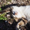 猫ばっか。