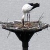 １組目のふ化 絶望的に　豊岡・コウノトリ（兵庫県）