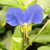 (145) Commelina communis