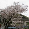 南浅川かな?・高尾梅郷遊歩道・・（東京都八王子市）