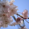 春ですね！④