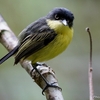 ベリーズ　小さな Common tody-Flycatcher（コモン　トディフライキャッチャー）