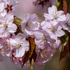 旭山公園に桜を見に行ってきた