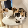 猫たち♪2歳になりました☆-(ﾉ´,,•ω•,,)ハ(´,,•ω•,,`)ﾉ-☆✧
