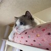ふくちゃん5歳の誕生日おめでとう