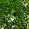 長法寺（津山市） あじさい・アオバズク