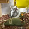 しろごまあん959日目