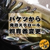 【メダカ】グリーンウォーターのバケツ飼育から透明な水の発泡スチロール飼育へ変更