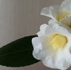 花のほほえみ