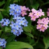 DAILY　FLOWERS