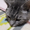 ［153］猫と冒険 帰り道編 その36（🙀87式偵察警戒車と隊員さんは、本物だったのニャー。）