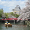 姫路城　桜　　お花見に行って来ました　兵庫県　姫路市