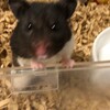 くろごまあん330日目