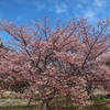神戸）灘浜緑地公園、西郷川河口公園。河津桜見ごろ。メジロ、ムクドリ、シロハラ、ホシハジロ、カワウ。