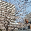 東京 桜満開発表。