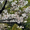 今週の平日はテンポランと30分ジョグ