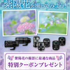 OM SYSTEM MEMBERS会員限定「紫陽花の撮影に最適な商品に使える特別クーポン」配布中（5/25-6/3）