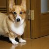 新カメラ