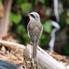 【文鳥・鴨の親子・モズ】鳥に関するあれこれについての話