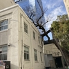 旧大名小学校のえのき（榎）【追記あり】